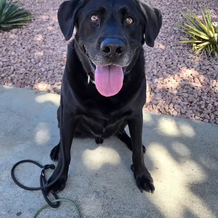 A smiling black Labrador sitting on the sidewalk before a walk