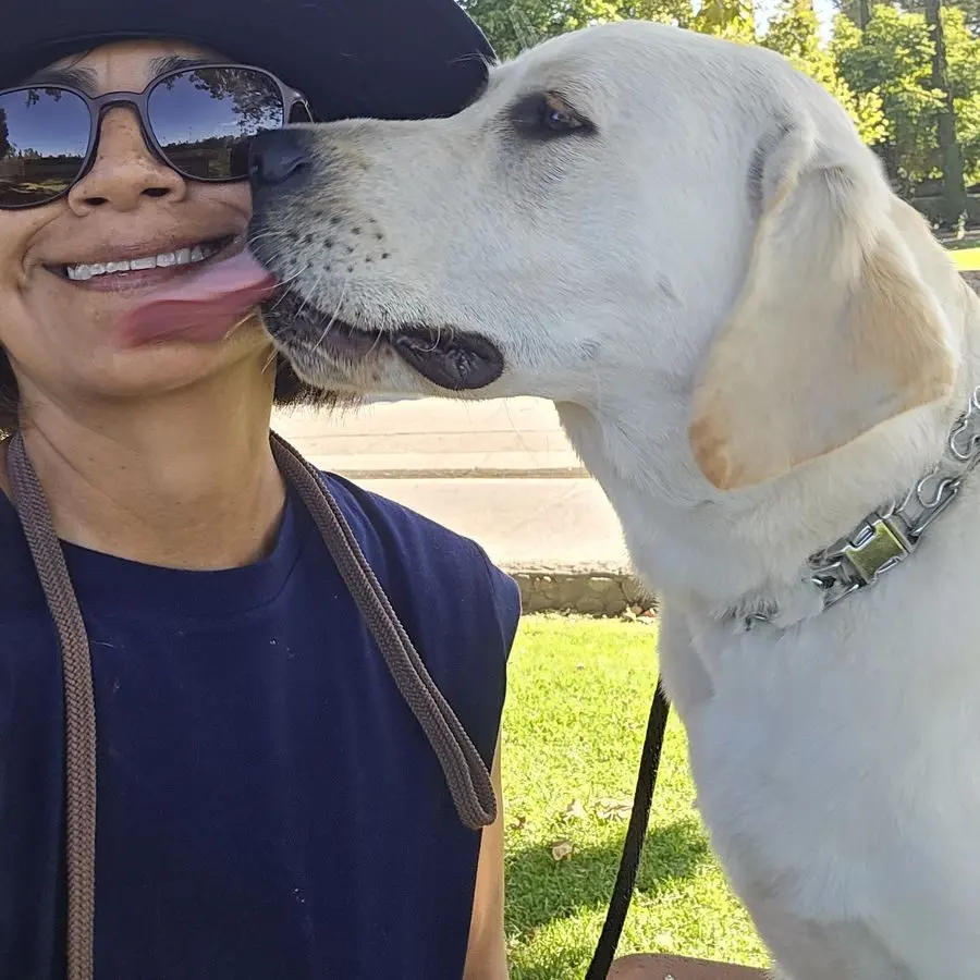 A yellow Labrador giving Angelica a kiss during a walk
