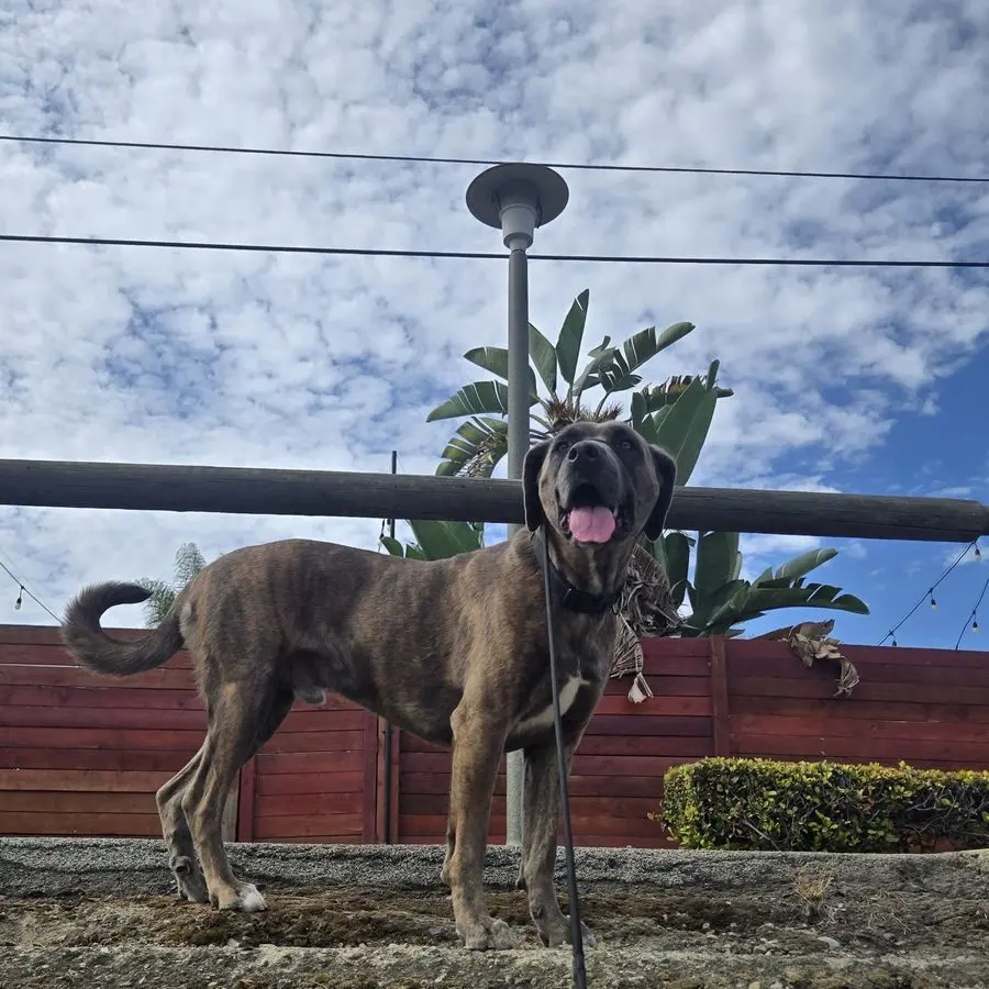 A brindle dog on a leash standing on a low wall under a blue sky