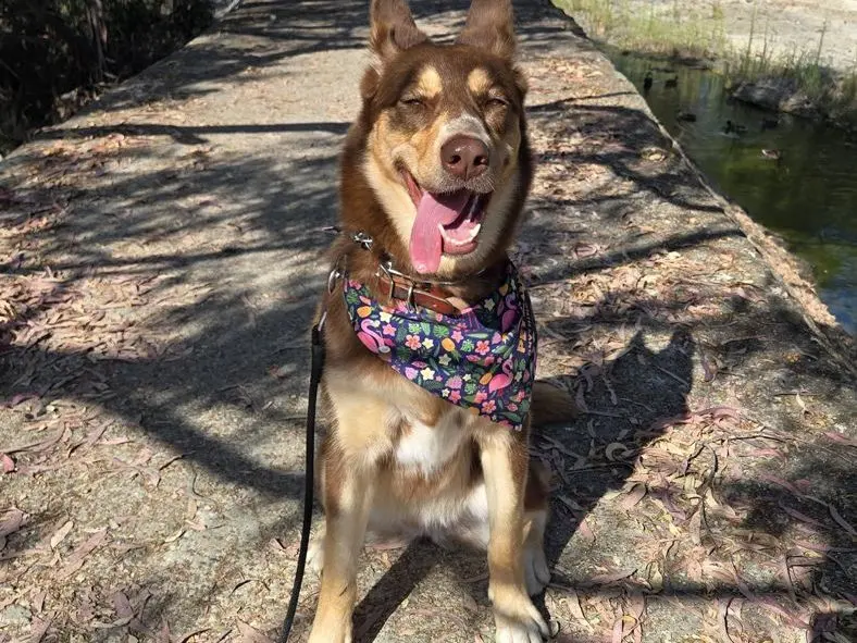 A happy shepherd mix sitting on a leash during an individual trail walk